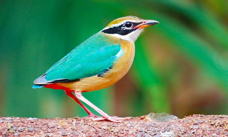 Endangered Birds In India Upsc volvo bus india