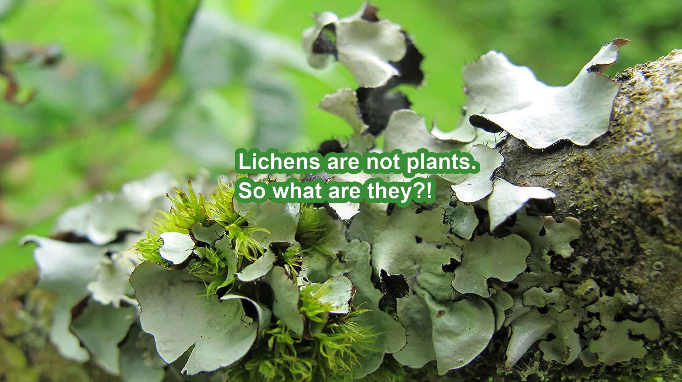 A Lichen is Both a Fungus and an Algae Fact or Myth?