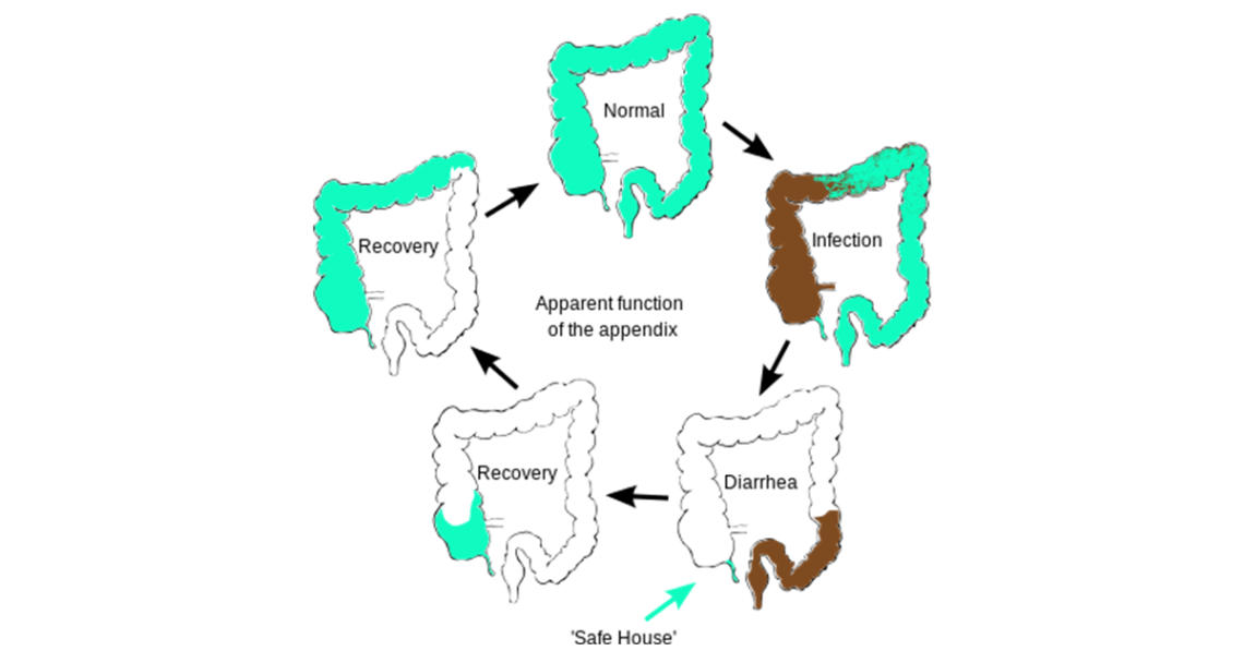 The Appendix is Useless Fact or Myth?