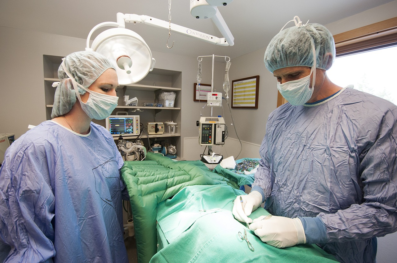 Services Animal Hospital of Factoria