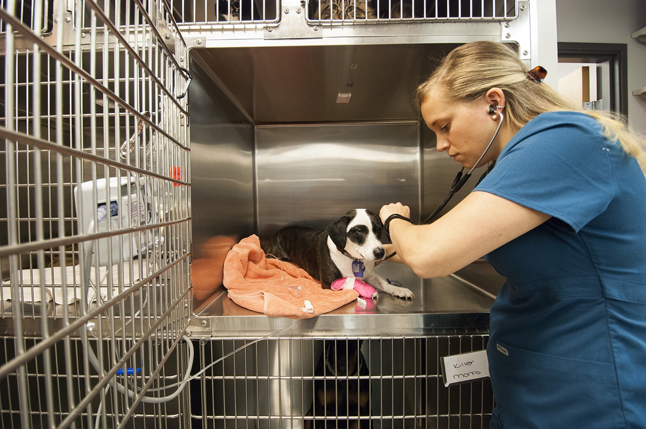 About Animal Hospital of Factoria