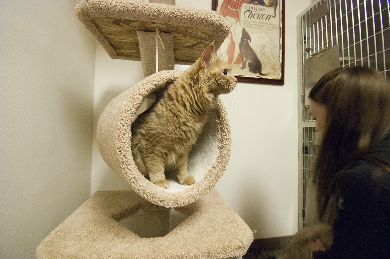 Boarding Animal Hospital of Factoria