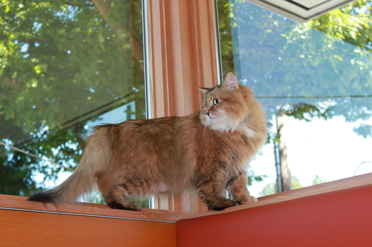 Boarding Release Form Animal Hospital of Factoria