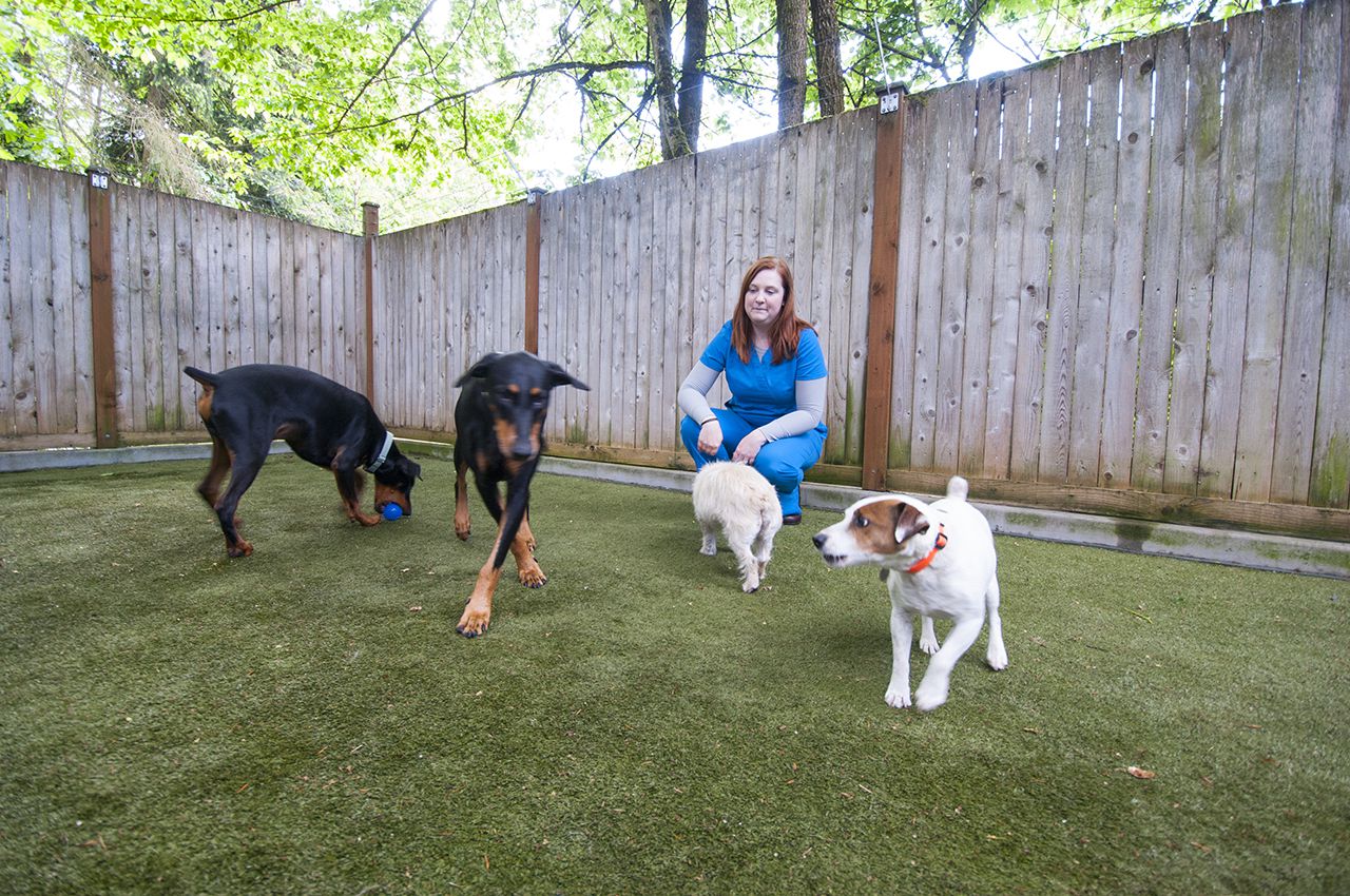 Appointment App Animal Hospital of Factoria