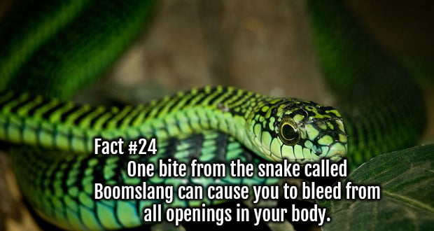 100 Interesting Facts About Snakes Fact Republic