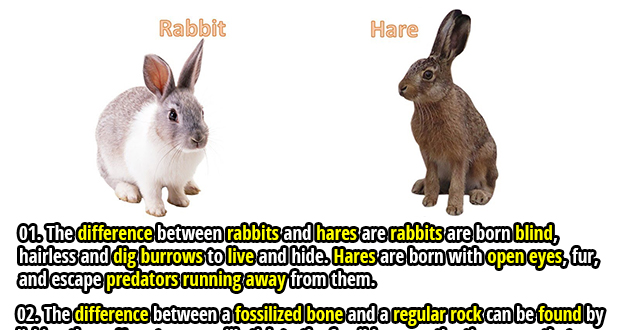 Rabbit And Bunny Food