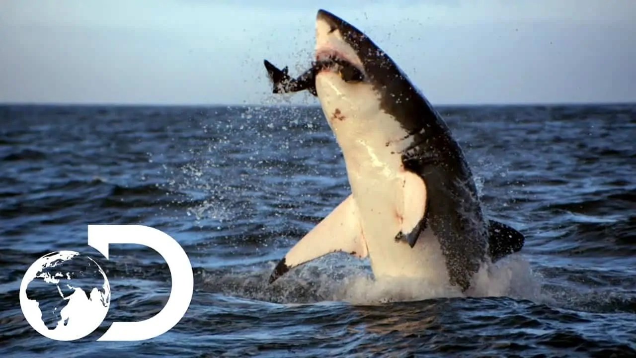 70 Thrilling Shark Facts That Will Surprise You
