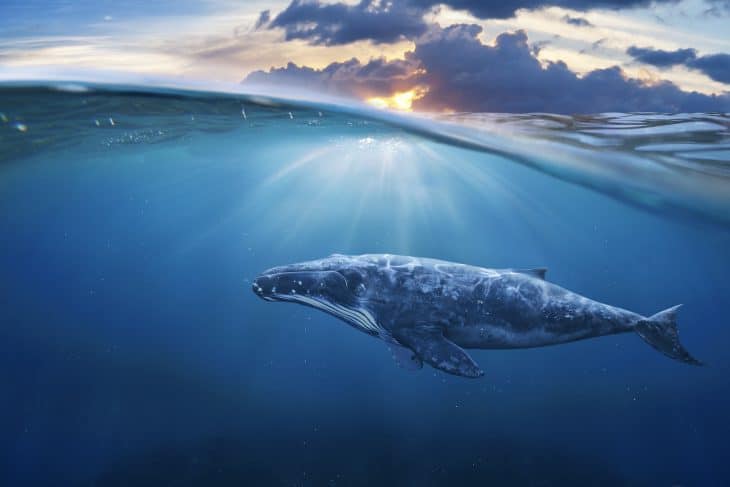 whale facts