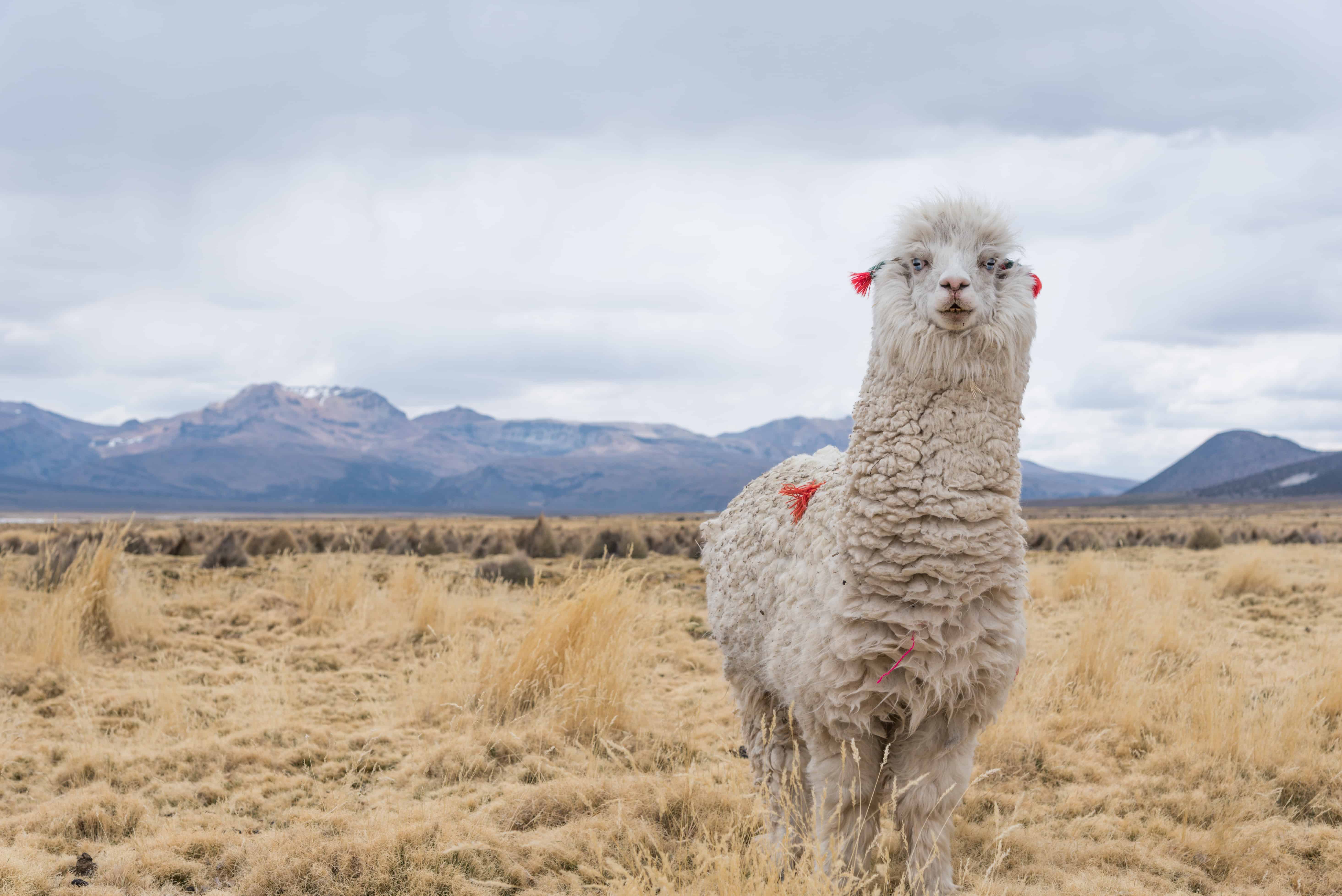 50 Beautiful Llama Facts You Don't Want To Miss