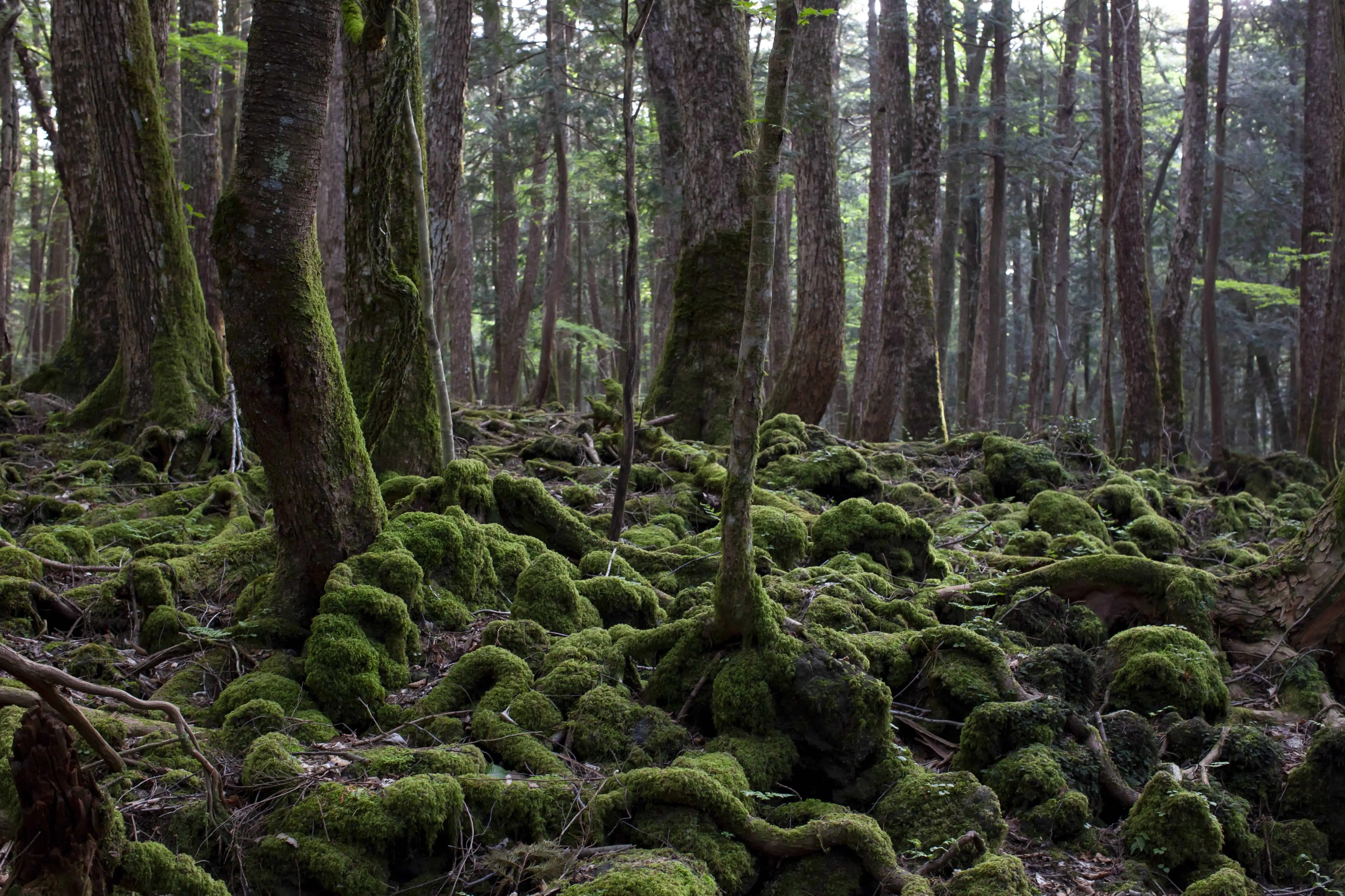 40 Suicide Forest Facts That May Creep You Out