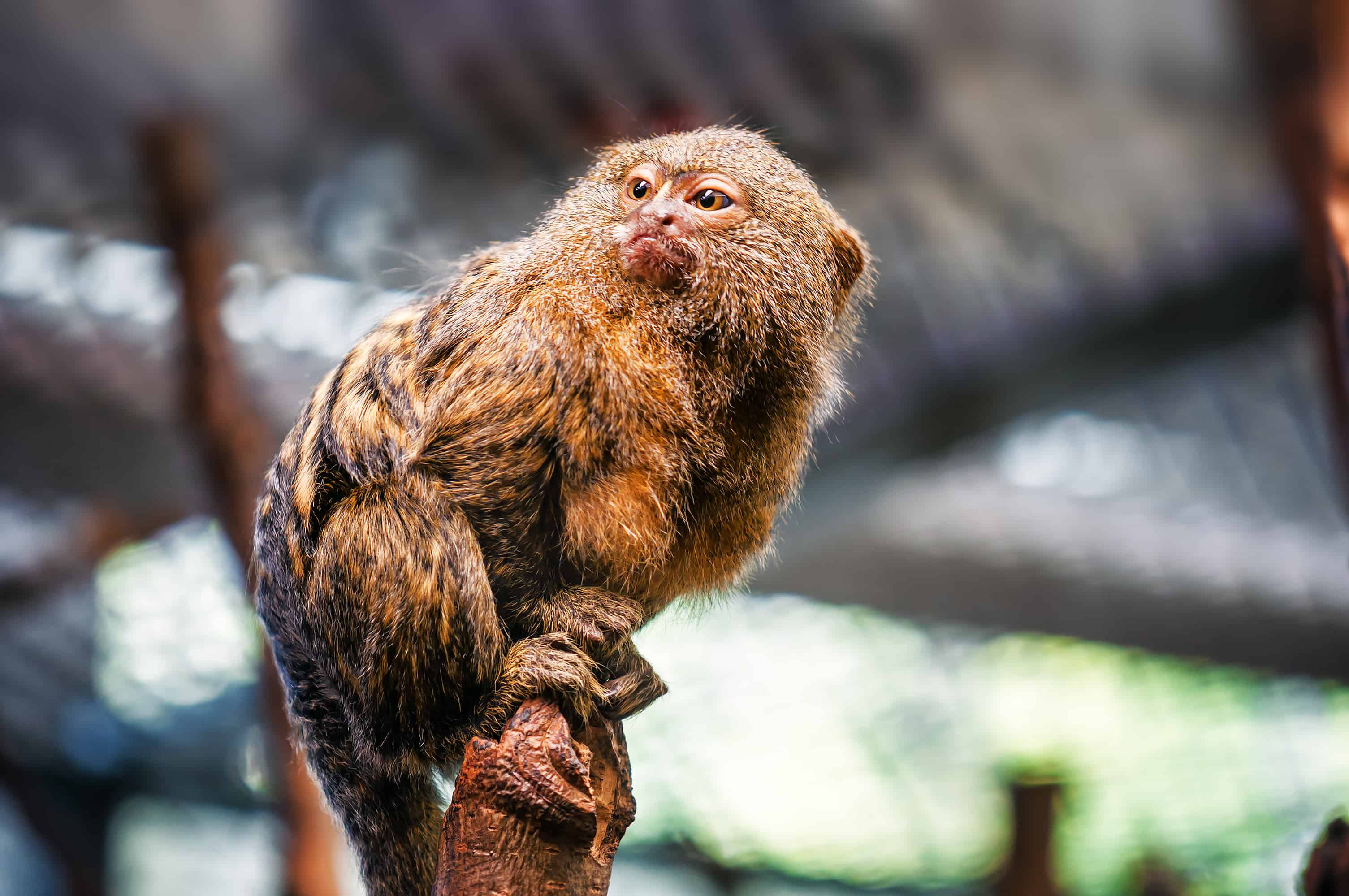 30 Finger Monkey Facts About The World's Smallest Monkey