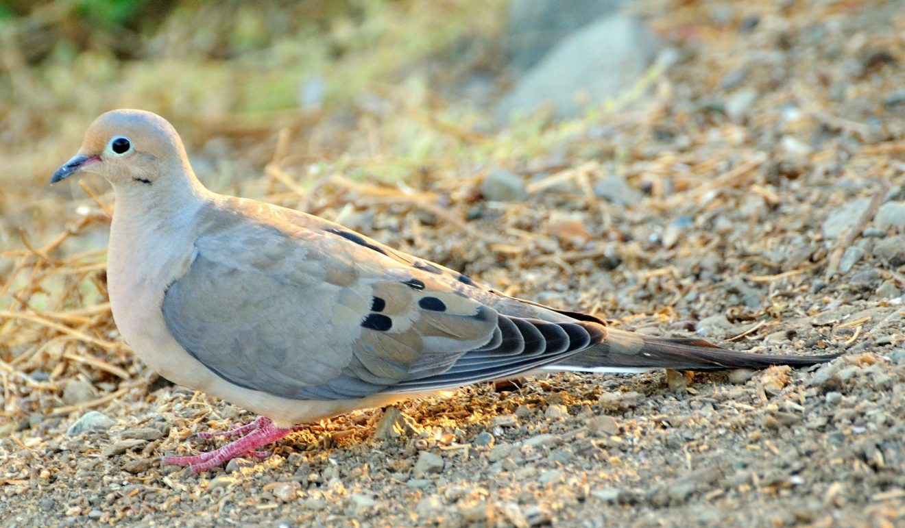 30 Mourning Dove Facts About The Most Common Bird In America