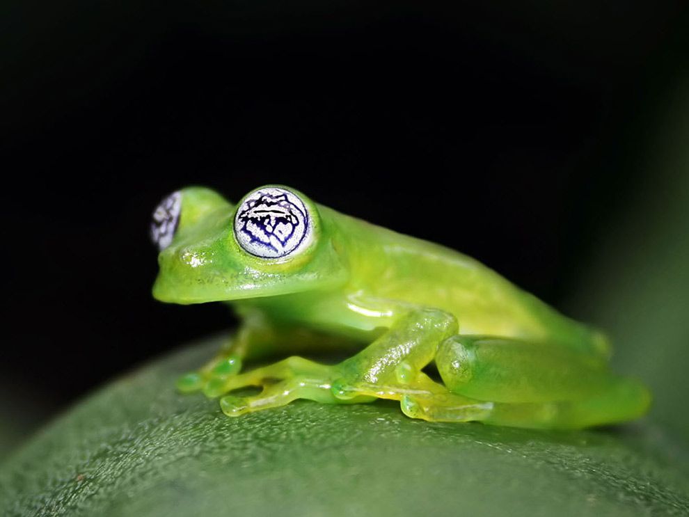 50 Frog Facts About These Little Leaping Creatures
