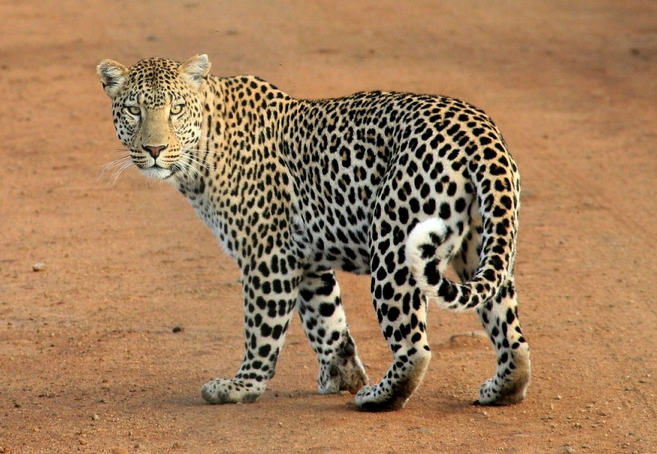 50 Leopard Facts To Make You Leap With Curiosity