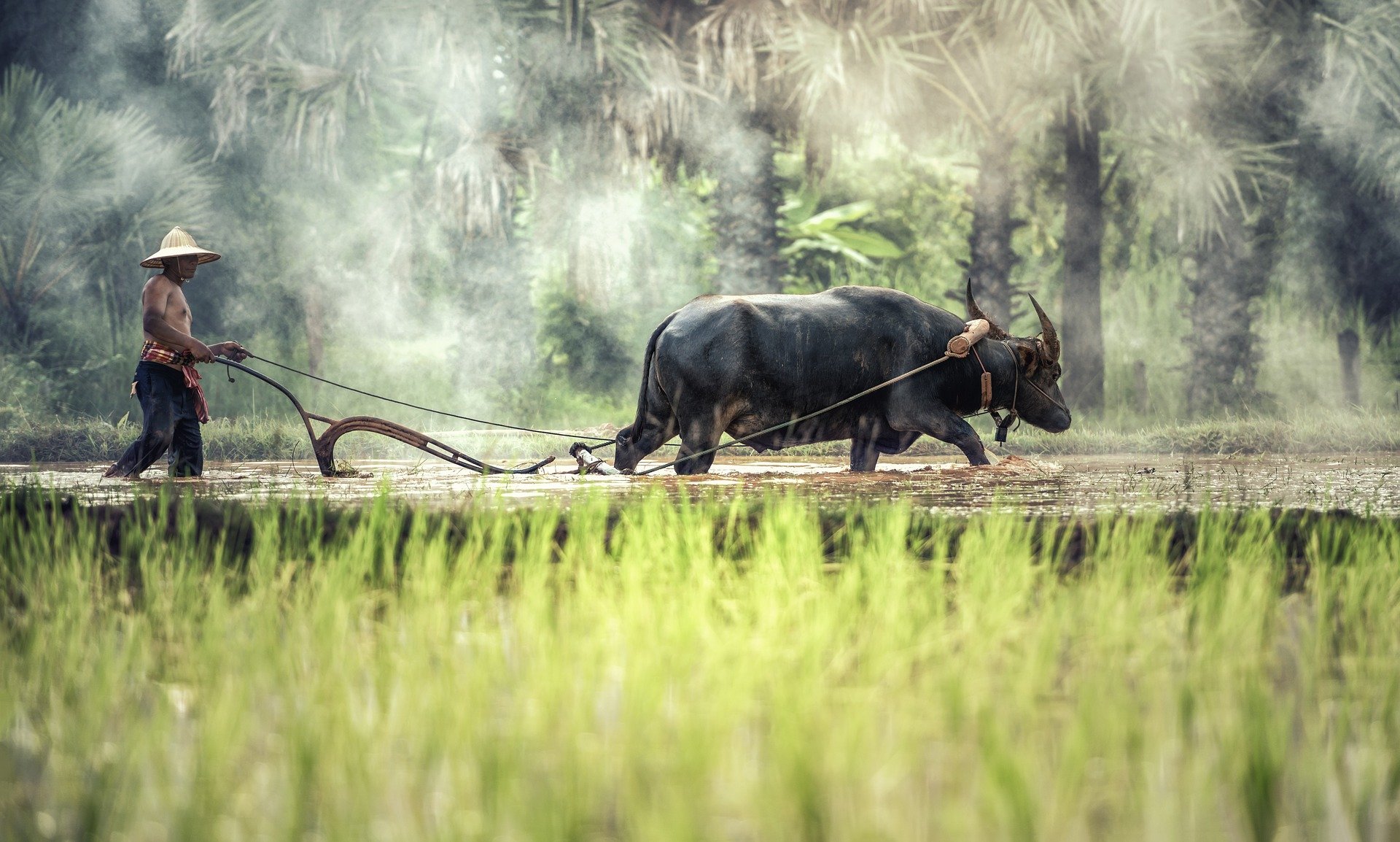 40 Water Buffalo Facts Living Tractors Of The East