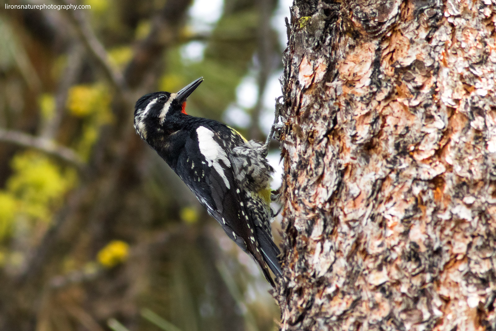 Types Of Woodpeckers And Why Do They Peck Facts Bridage