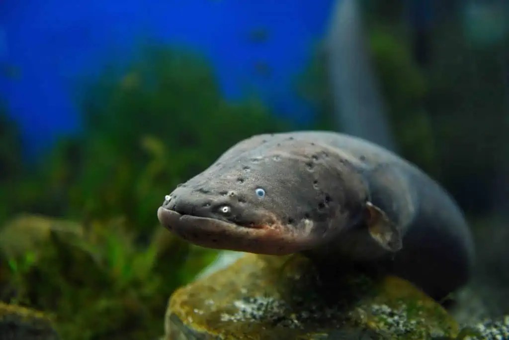 30 Electric Eel Facts You Have To Know