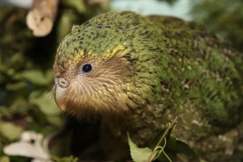 50 Kooky Kakapo Facts The Only Flightless Parrot