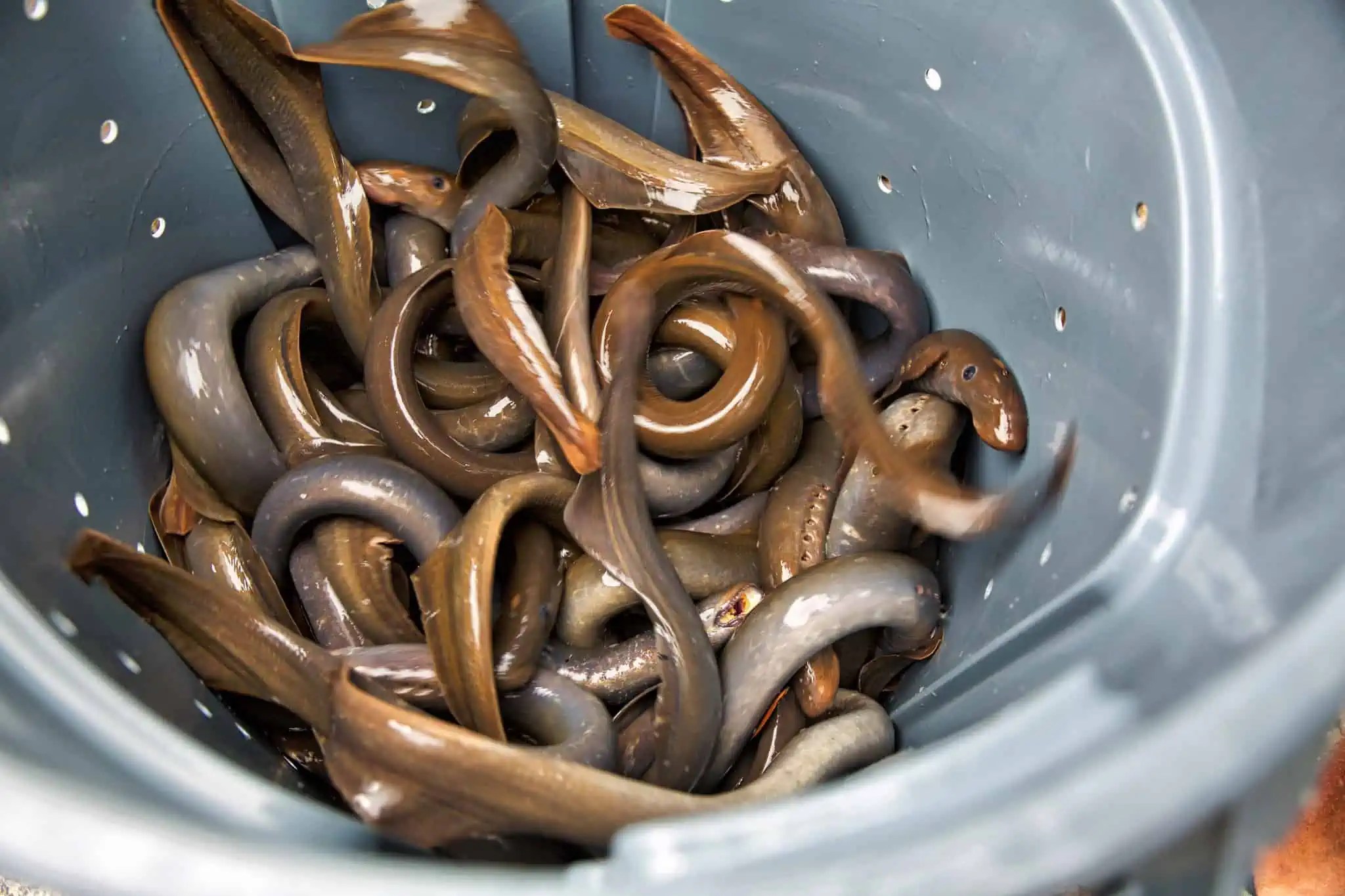 50 Scary Lamprey Facts About Vampires Of The Sea