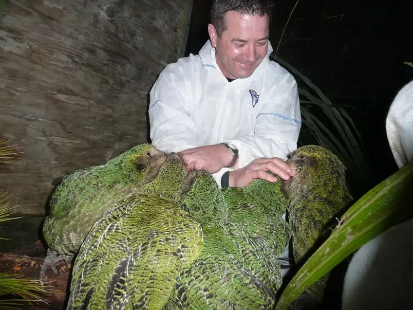 50 Kooky Kakapo Facts The Only Flightless Parrot