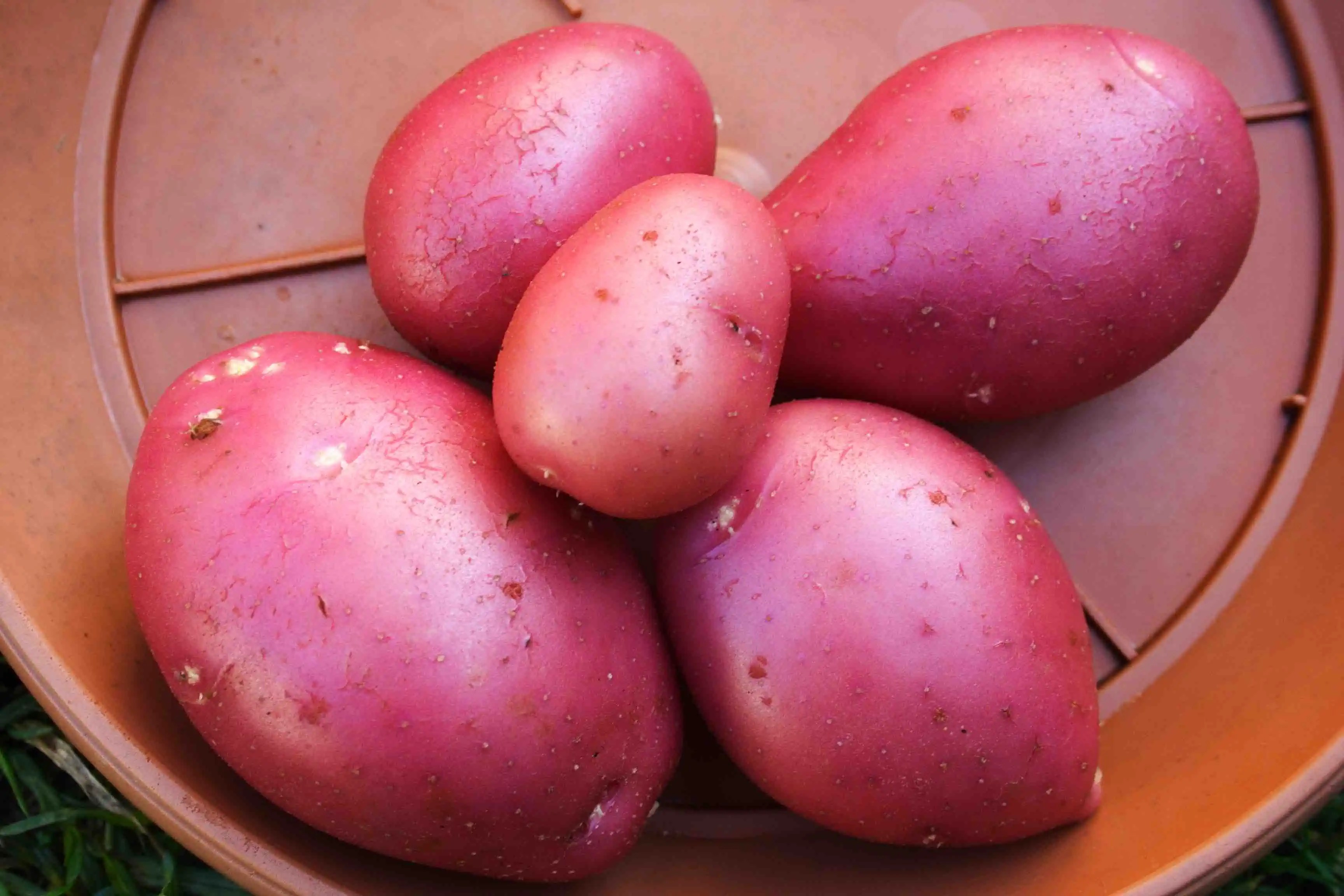 20 Types of Potatoes For The Best Potato Dishes