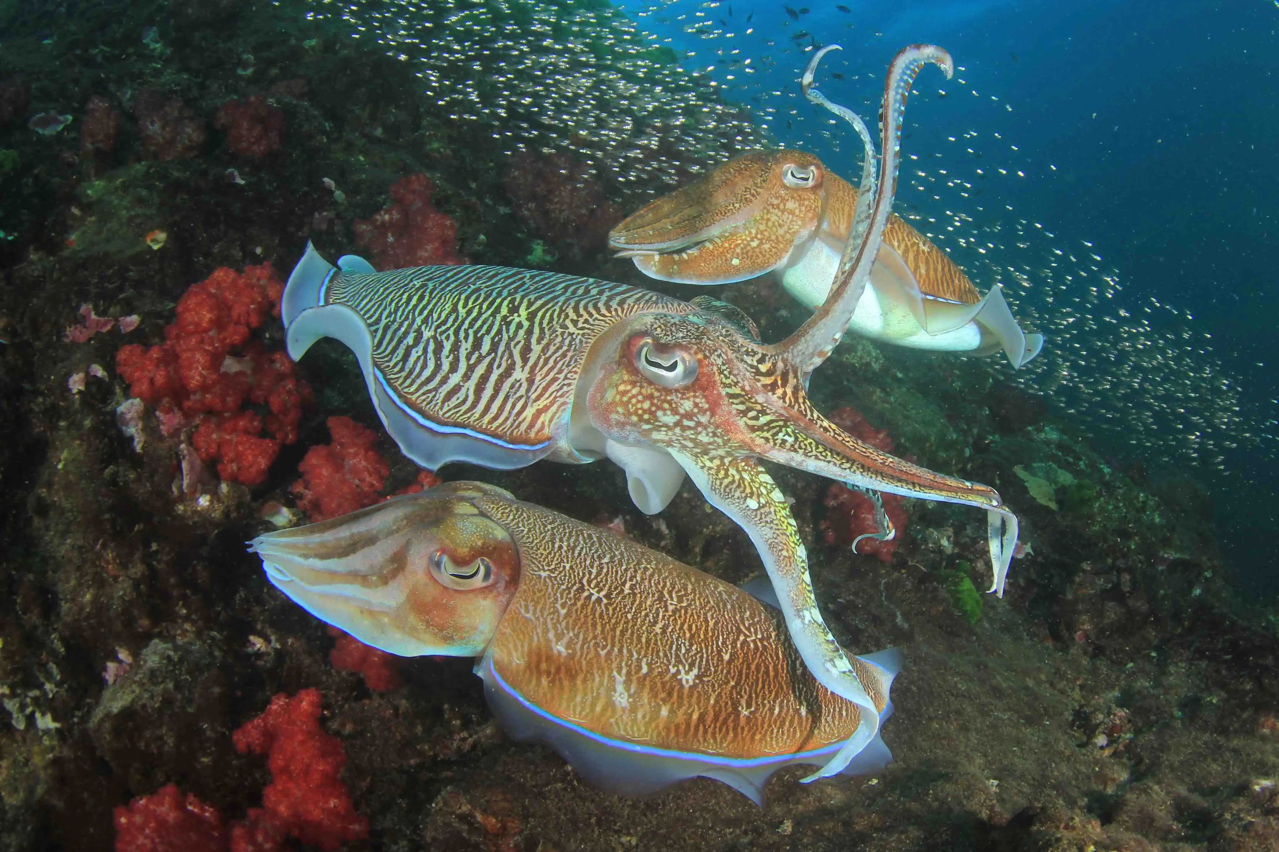 Cuttlefish VS Squid What's The Difference?