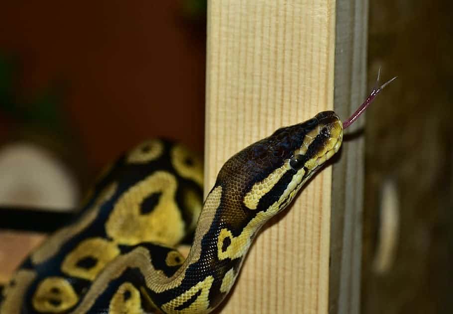 40 Ball Python Facts That Are Not Dangerous At All