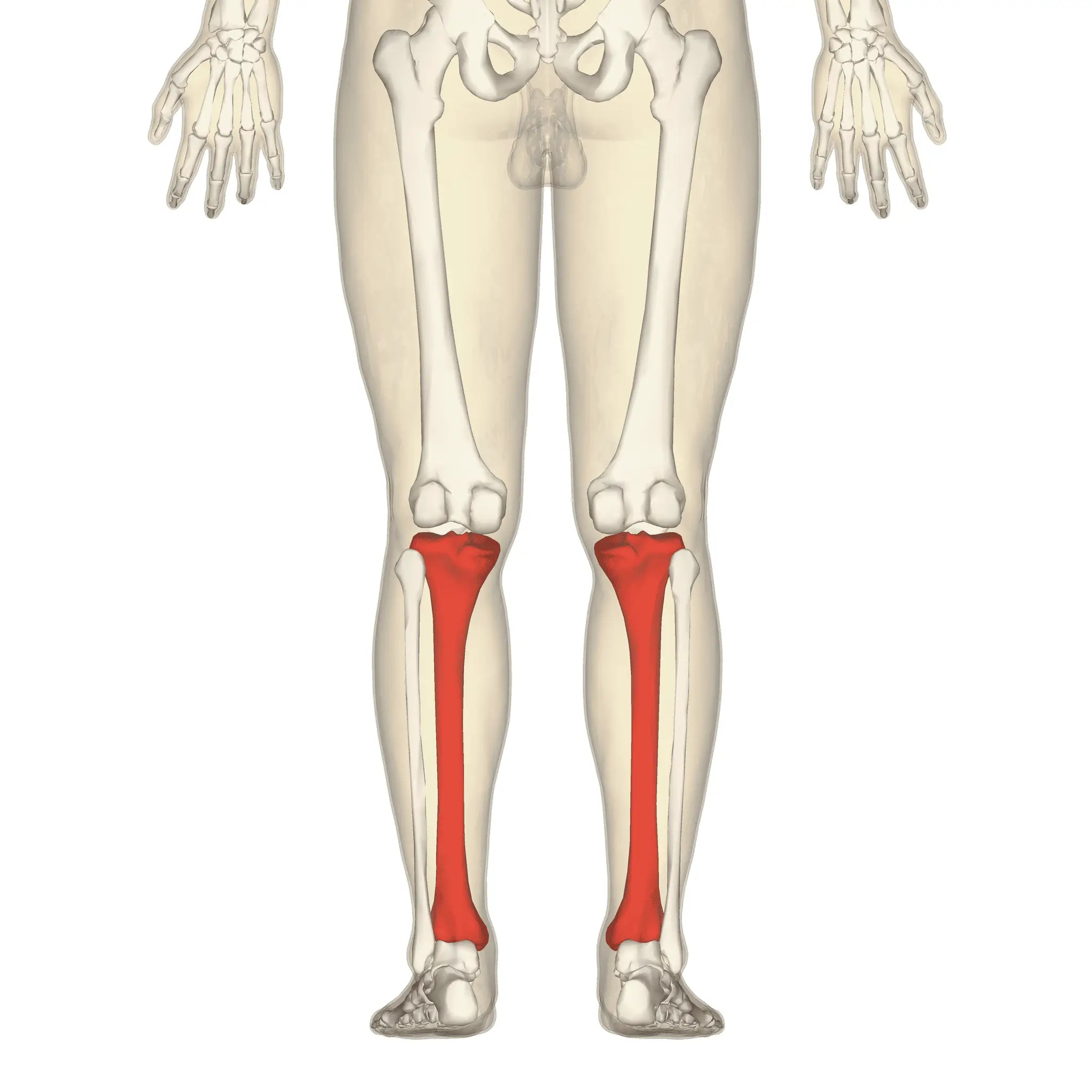 Longest Bones in the Human Body FactsandHistory