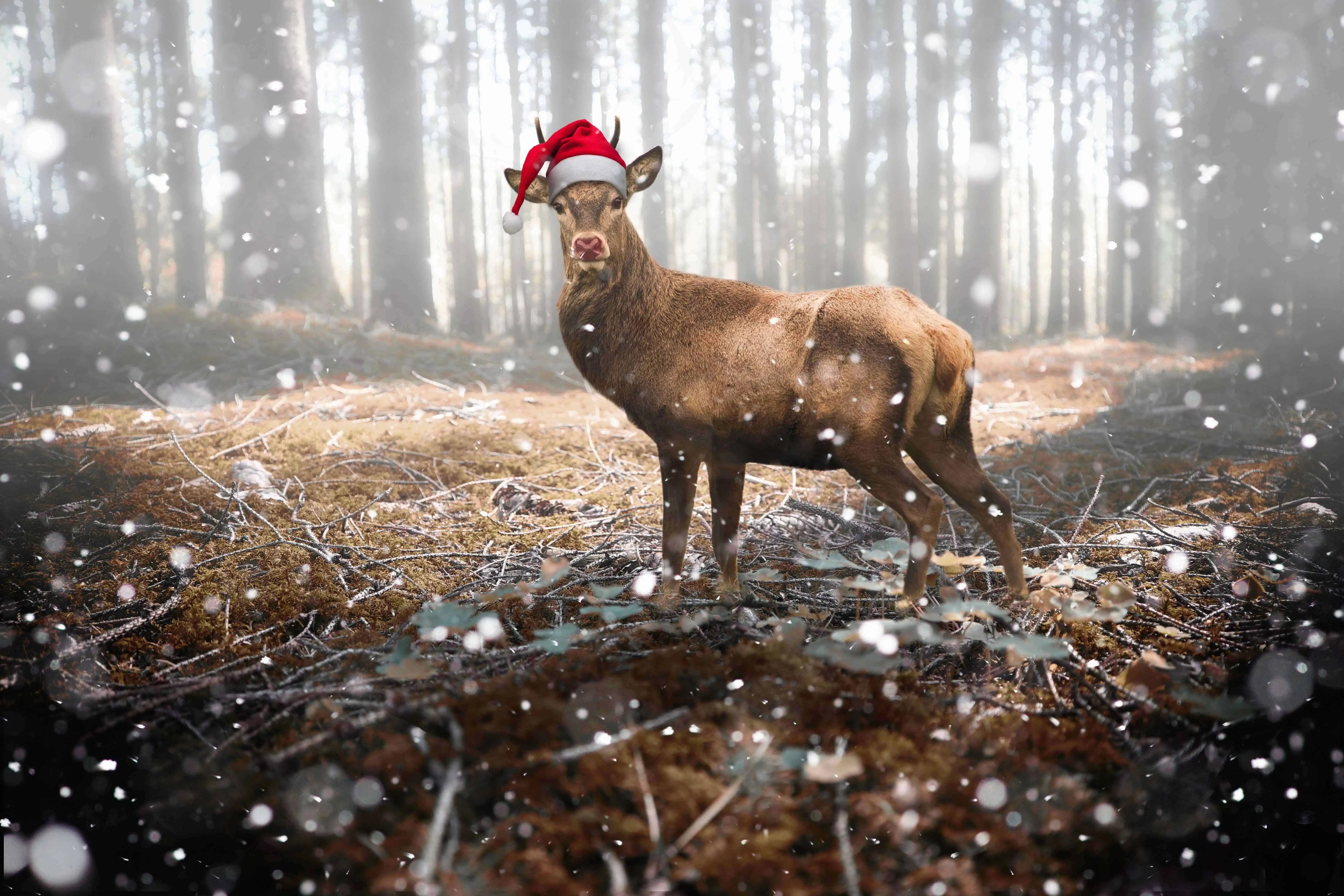 Caribou VS Reindeer What's the Difference?