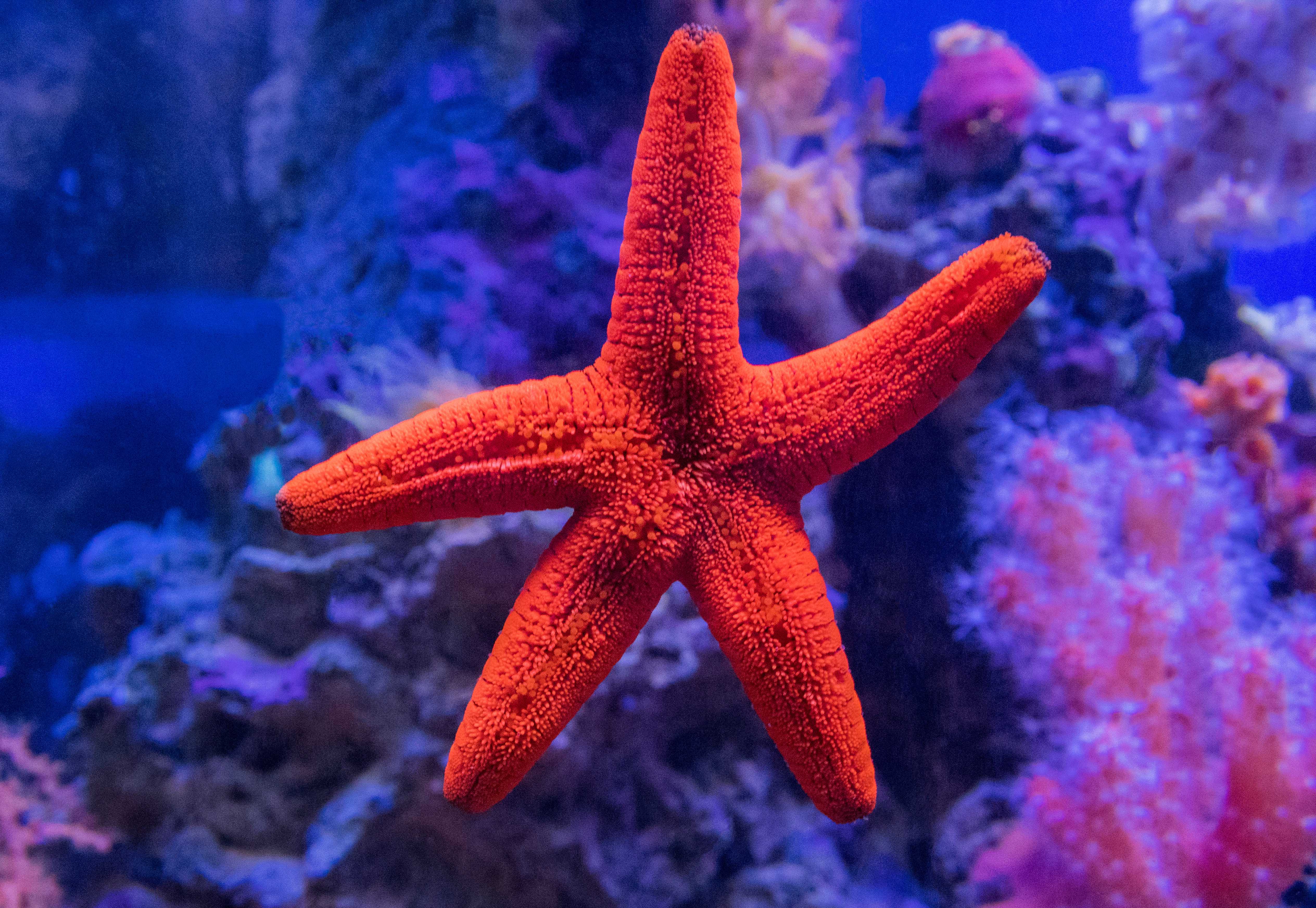 023) Large "STARFISH" 5 Legs, Fat Tummy, Black and White Eyes 14" Long