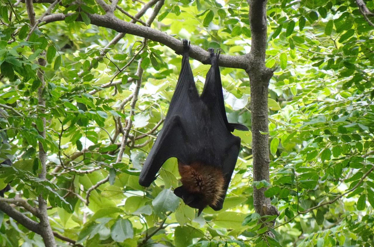40 Little Red Flying Fox Facts