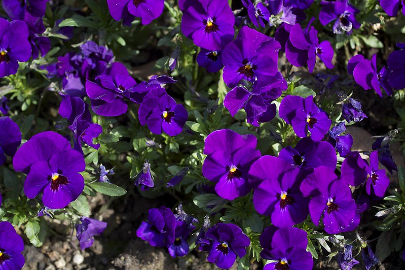 11 Facts About Flowers You Have To Know