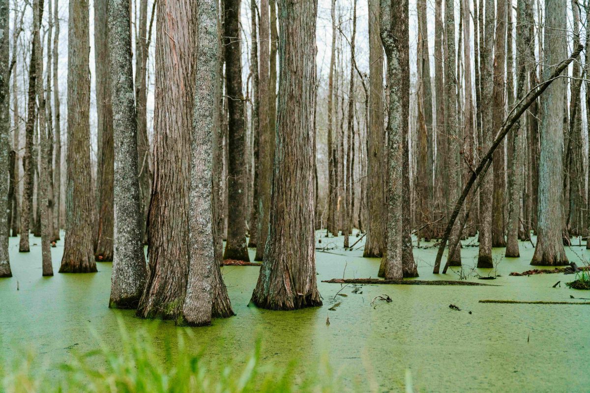 18 Fascinating Swamp Facts You Didn't Know
