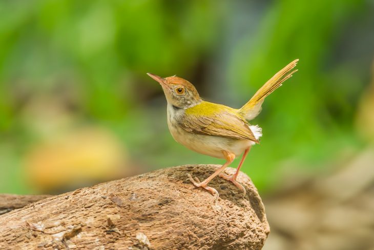 Common Tailorbird act on the wood