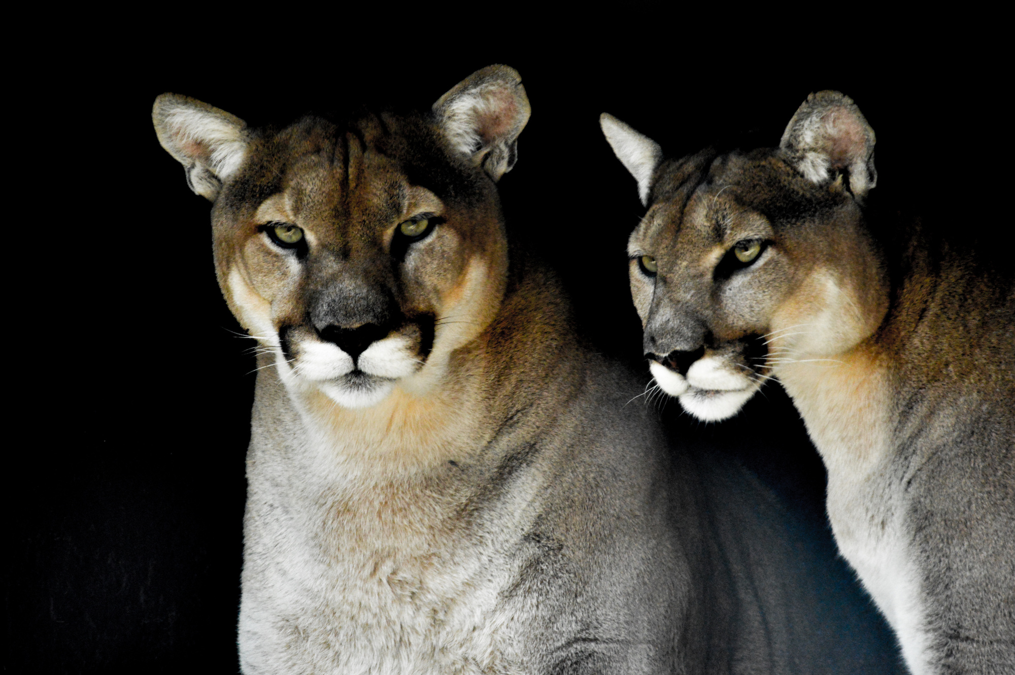 10 Fascinating Facts About Pumas Learn About the Amazing World of