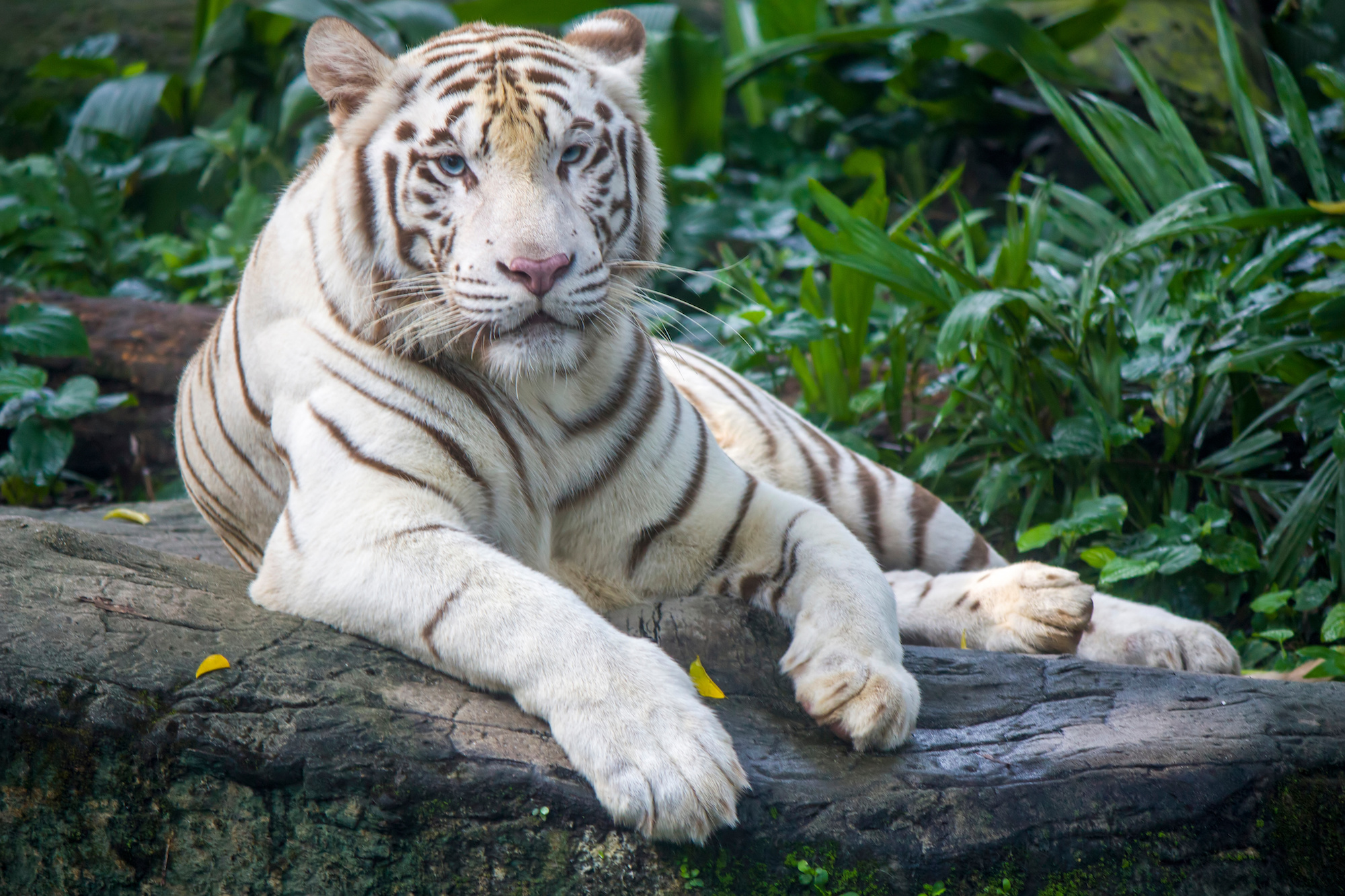 19 White Tiger Facts For Kids A Majestic Species of the Wild
