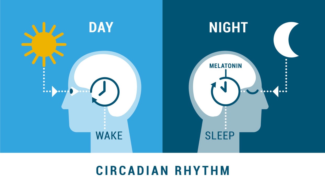 10 Astonishing Facts About Circadian Rhythm