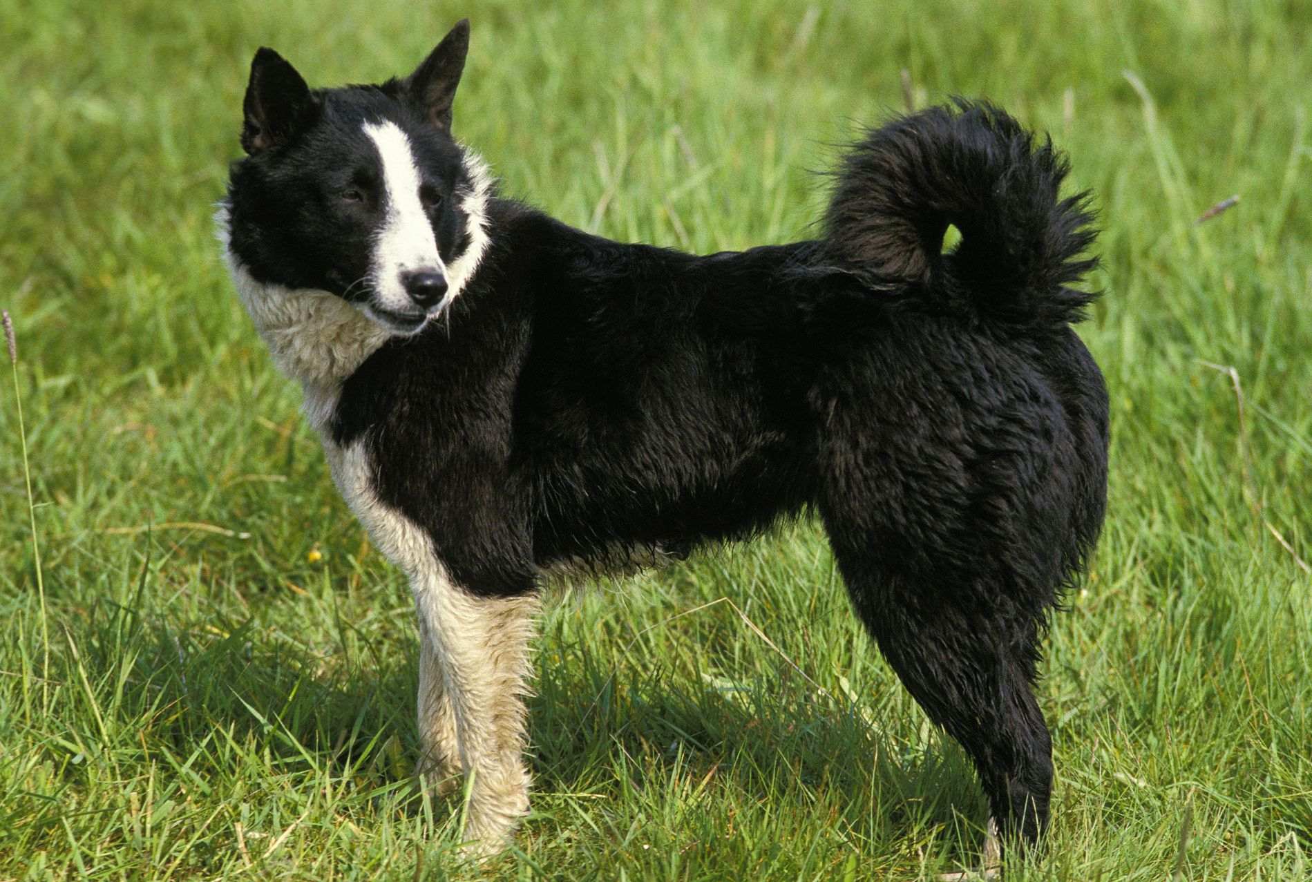 15-captivating-facts-about-tahltan-bear-dog