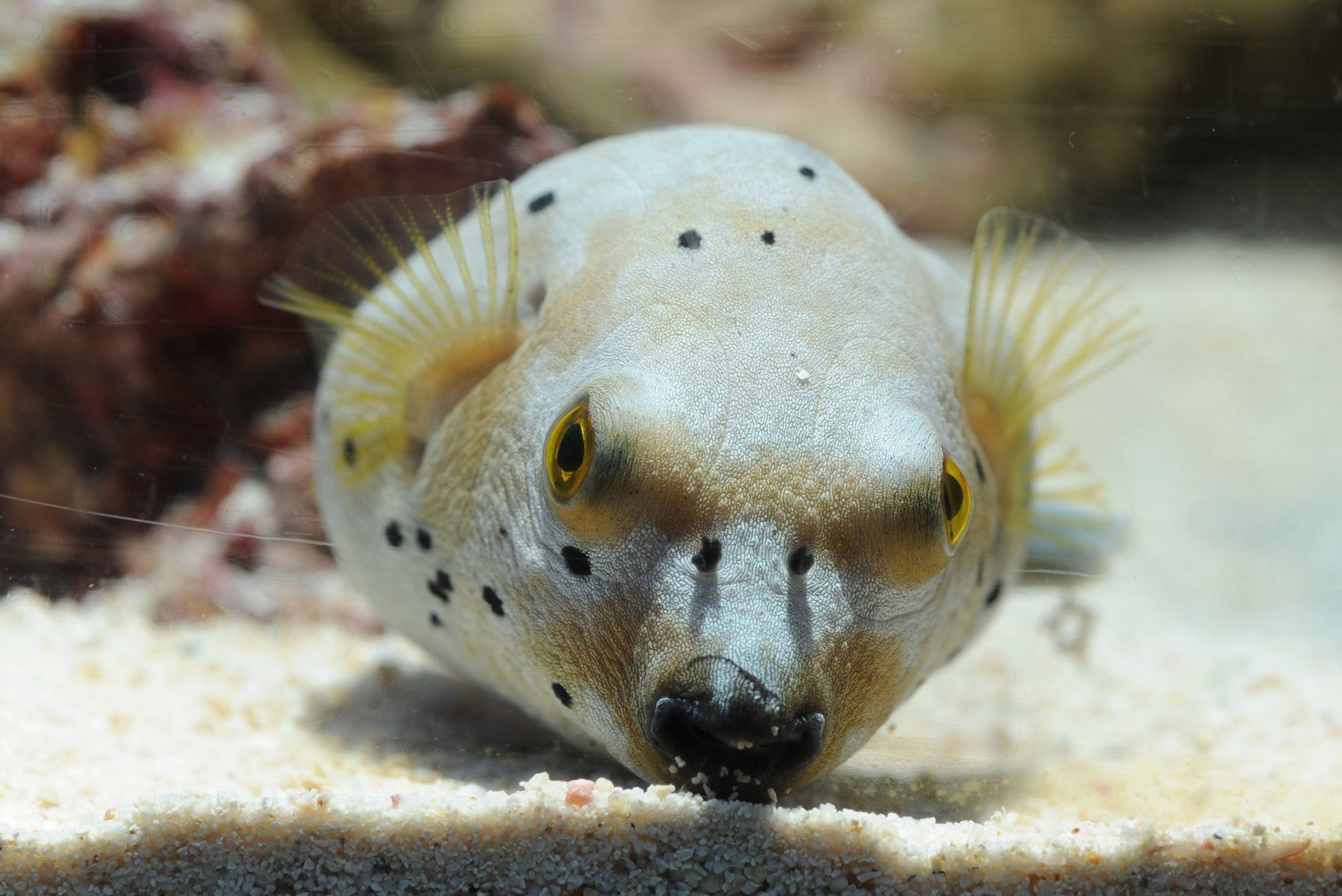 20-dog-face-puffer-fish-facts