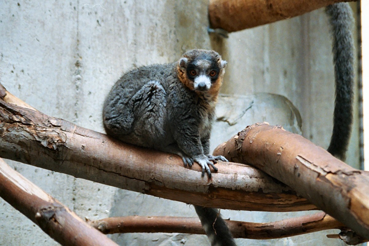 39-facts-about-mongoose-lemur