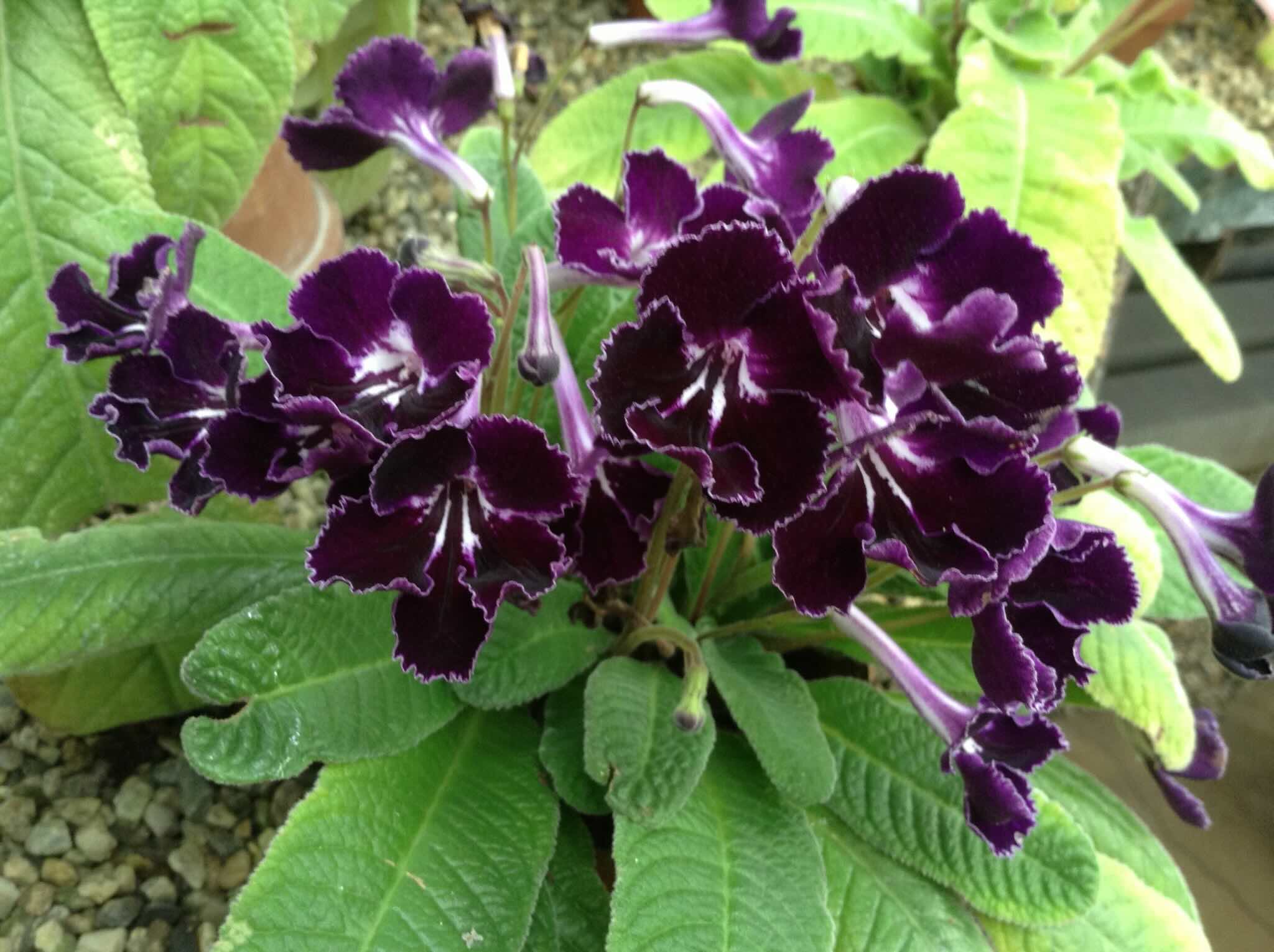 28-facts-about-cape-primrose