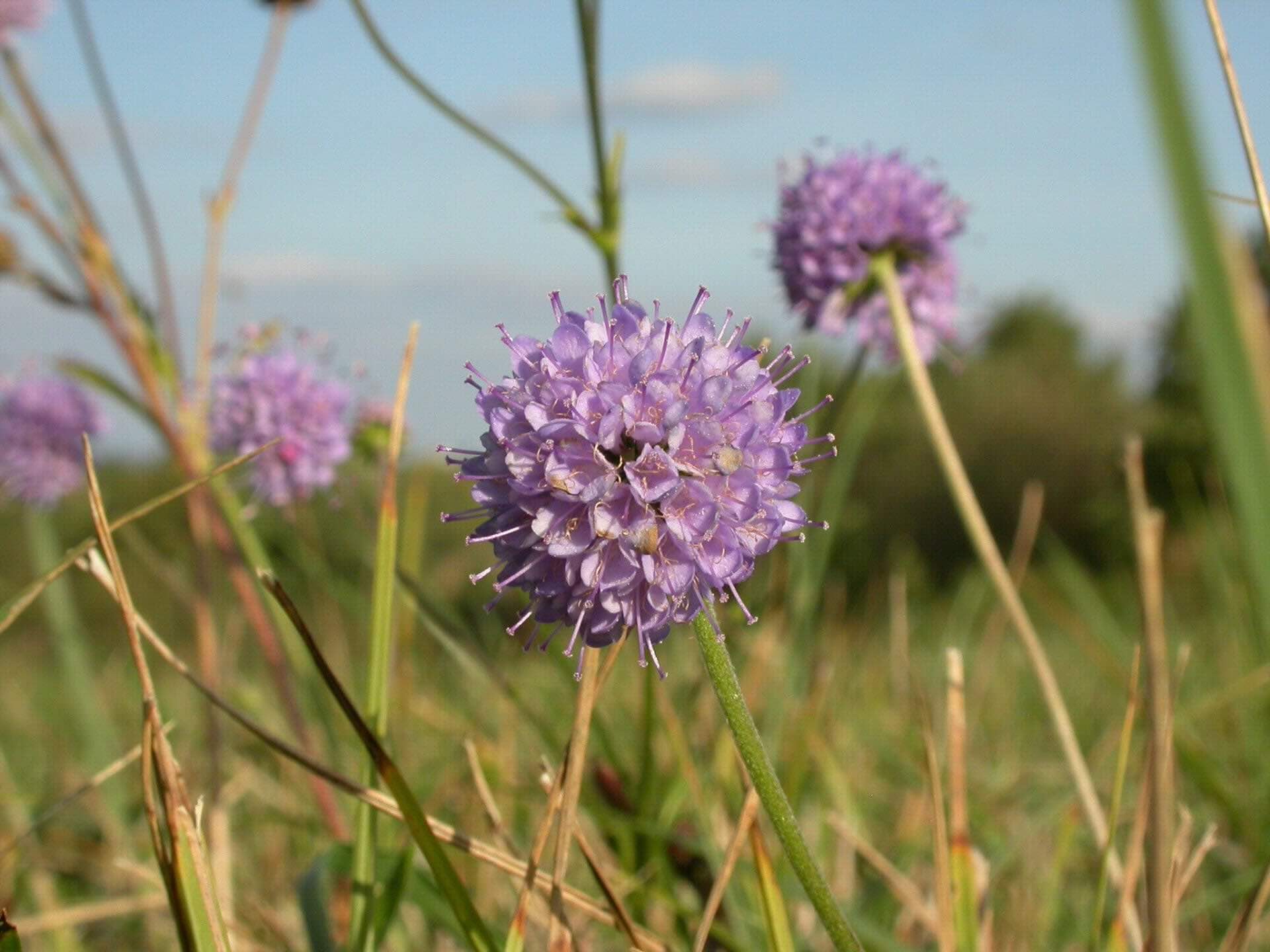 38-facts-about-devils-bit-scabious