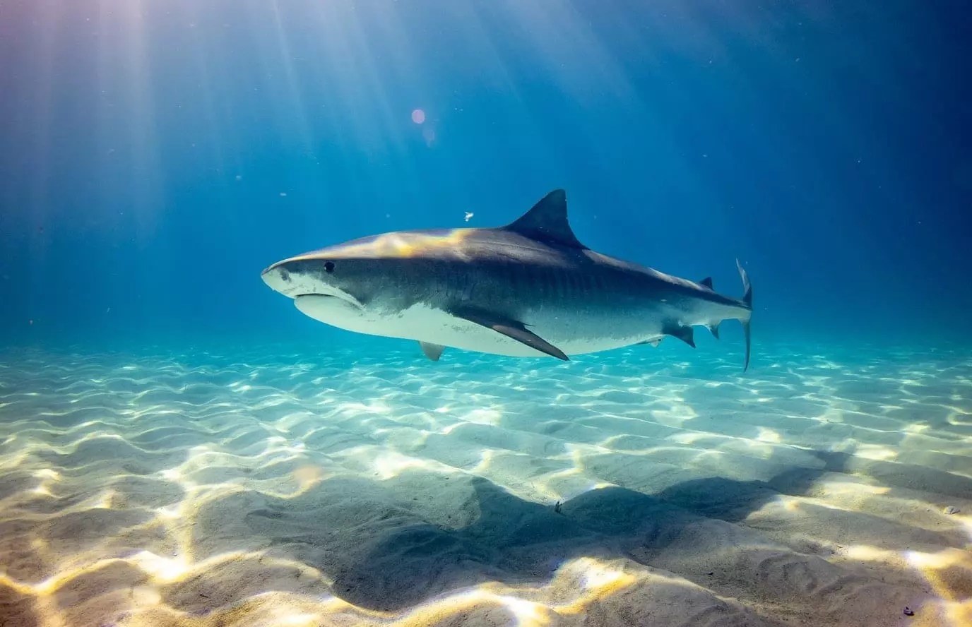 15 Interesting Facts about Tiger Sharks Facts