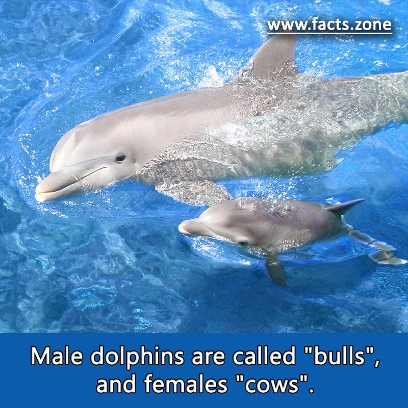 Male dolphins are called "bulls", and females "cows".... • Facts Zone