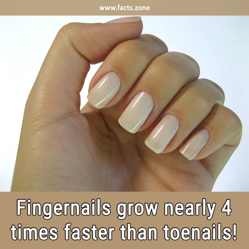 Fingernails grow nearly 4 times... • Facts Zone