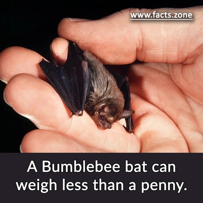 A Bumblebee bat can weigh less than a penny. • Facts Zone