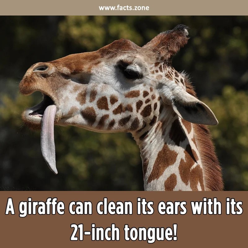 A giraffe can clean its ears... • Facts Zone