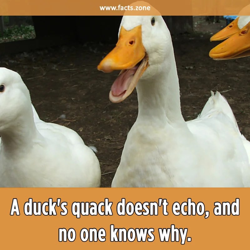 A duck's quack doesn't echo, and no... • Facts Zone