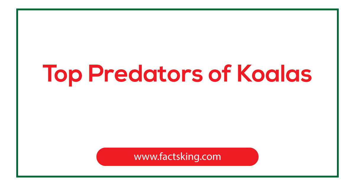 7 Top Predators of Koalas that Eat Koalas