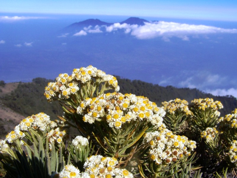 13 Interesting Plants in Indonesia (7 is Lovely